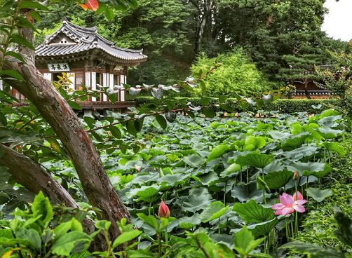 선교장의 활래정 연못에 연꽃이 만개한 모습.사진=선교장 인스타그램