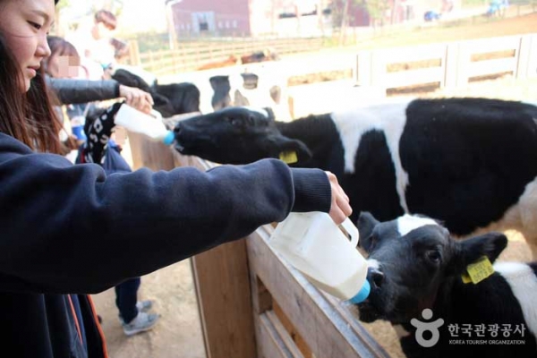 동물들에게 건초나 우유를 먹이는 체험도 해볼 수 있는 상하농원. 사진=대한민국 구석구석