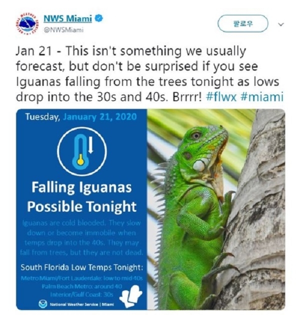 미국 국립기상청(NWS) 플로리다주 마이애미지부는 트위터를 통해 '나무에서 떨어지는 이구아나를 조심하라'는 경고를 전했다. 사진=연합뉴스