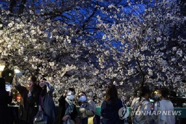 일본 도쿄 시내에서 마스크를 쓴 행인들이 벚꽃나무 아래에서 사진을 찍고 있다. 사진=연합뉴스