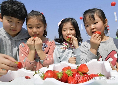 논산 딸기 축제를 통해 새콤달콤한 딸기를 즐기는 어린이들. 사진=연합뉴스