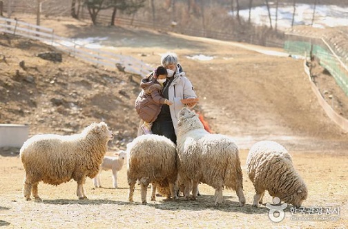 사람과 동물이 교감하는 한적한 목장.사진=한국관광공사