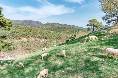 가족과 함께하기 좋은 칠곡 양떼목장. 사진=한국관광공사