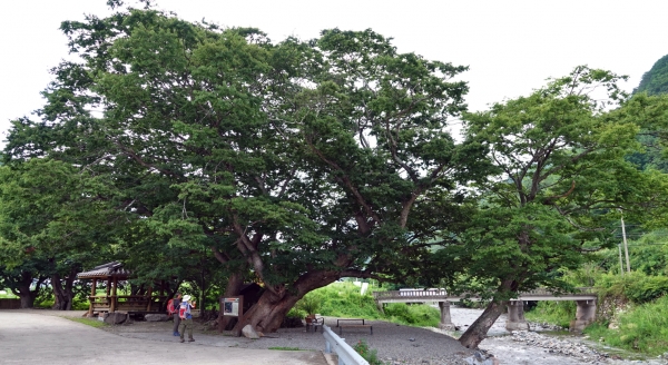 장파경로당 앞 느티나무. 한그루처럼 보이지만 세그루다. 사진=박성기 칼럼니스트.