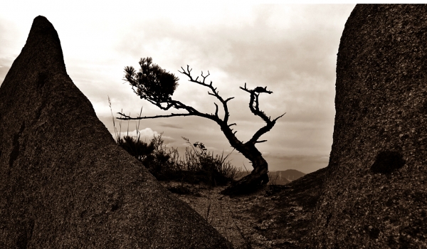 산성대의 천연분재 소나무. 사진=박성기 칼럼니스트
