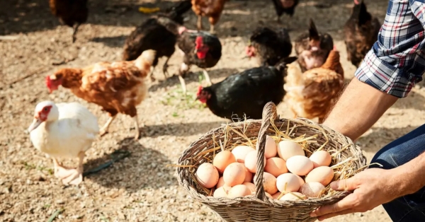 미국에서 조류독감 확산세가 인플레이션과 맞물려 달걀값 폭등을 부채질하고 있다. 사진=게티이미지