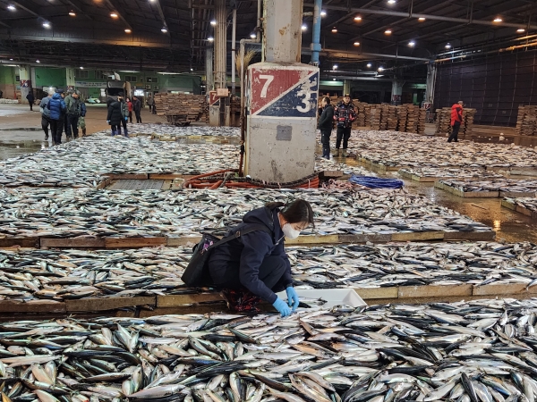 일본산 어패류 수입이 지난해 증가세로 돌아섰다. 사진=연합뉴스