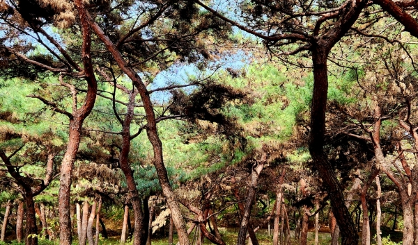 남산 팔도소나무 숲. 사진=박경희 칼럼니스트
