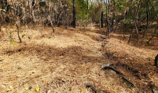 남산 숲길 바닥에 떨어져 있는 소나무 잎. 사진=박경희 칼럼니스트
