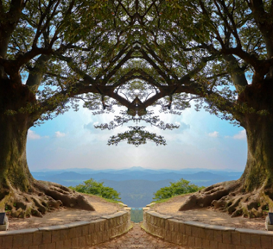 두장의 사진을 찍어 겹치면 하트 모양이 되는 사랑나무.사진=한국관광공사