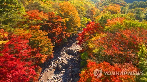 단풍이 절정을 이룬 제주 한라산 둘레길 천아숲길 계곡.사진=연합뉴스