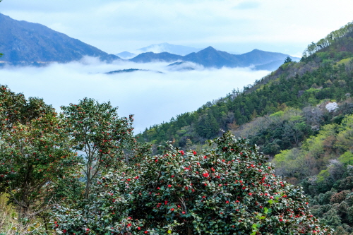 전라남도는 장흥군 천관산 동백숲을 '2021년 방문해야 할 아름다운 명품 숲 12선'에 선정했다. 사진= 연합뉴스