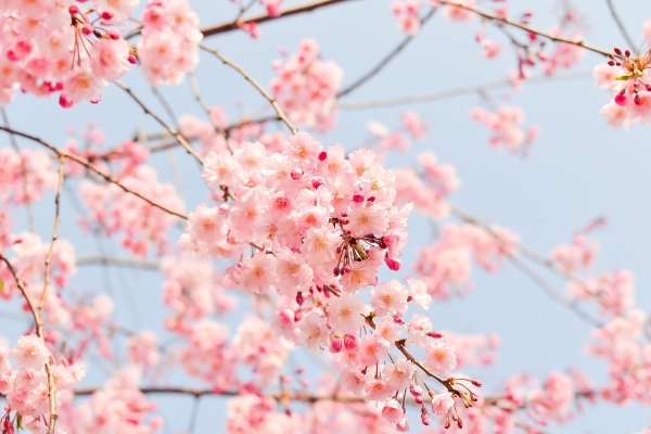 기상정보제공 업체 웨더아이는 올해 오는 24일 제주도 서귀포를 시작으로 4월 5일 이후로 경기 북부와 강원 북부 및 산간 지방을 포함한 전국에 벚꽃이 개화할 것으로 전망했다.