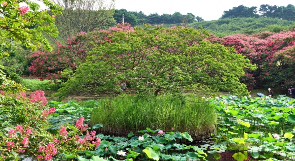담양 명옥헌 연못위의 작은섬과 배롱나무. 꽃잎은 아직 영글지 않았다. 사진=박성기 칼럼니스트.