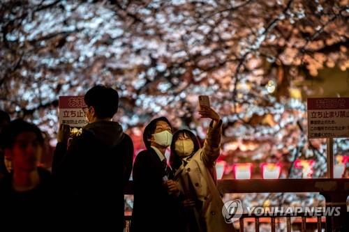 도쿄 등 일본 전국에서 벚꽃이 만개하기 시작하면서 국내외 관광객들이 몰릴 전망이다. 사진=AFP 연합뉴스
