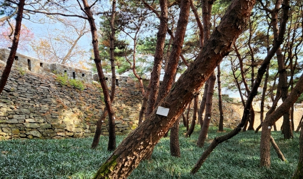남산 성벽 앞 소나무와 맥문동. 사진=박경희 칼럼니스트
